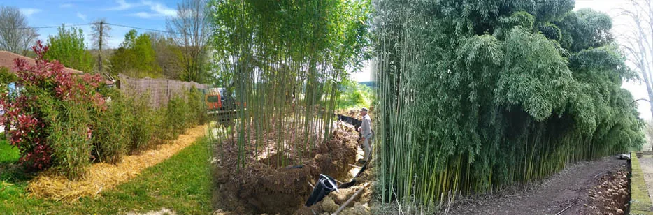 Haies et plantations de bambous en pleine terre