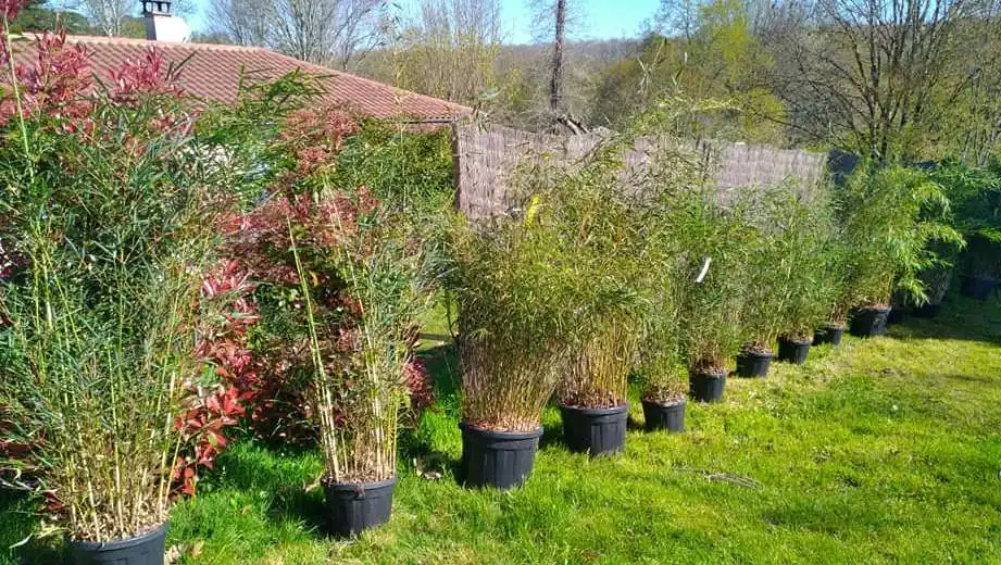 Plantation de bambous en pots