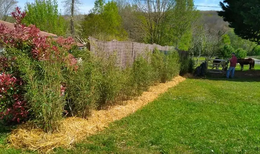 Haie de bambous paillée en pleine terre