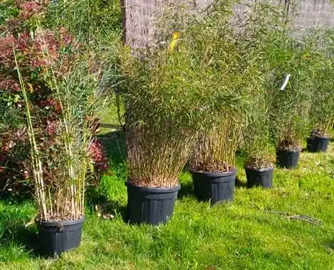 Jeunes bambous en pots prêts à planter